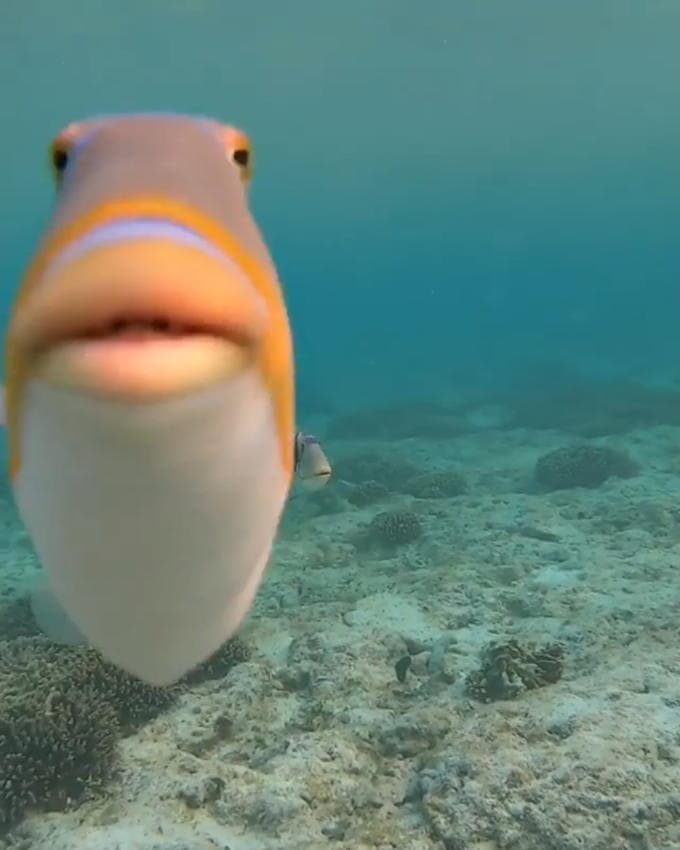 Hubert